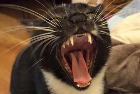 【容易被忽略的牙齒保健（上）】貓咪的牙齒有幾顆?
